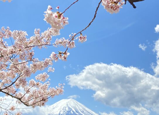 河口湖のさくらまつりは桜が満開でしたよ