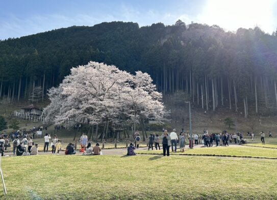 遅れ馳せながら…桜です