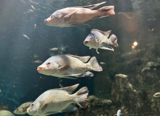 水族館🐟