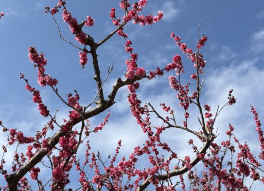 梅からのエール