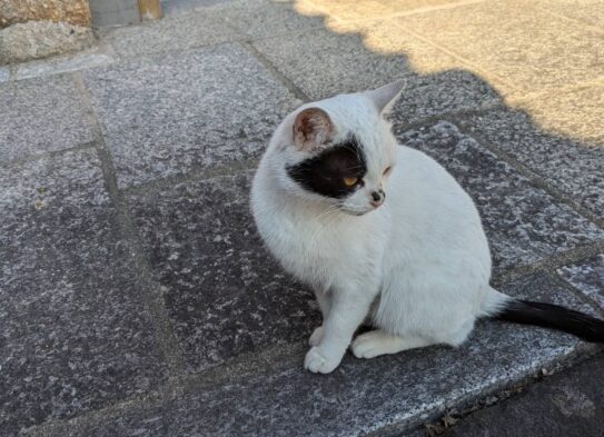 ねこ