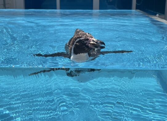 ペンギンです