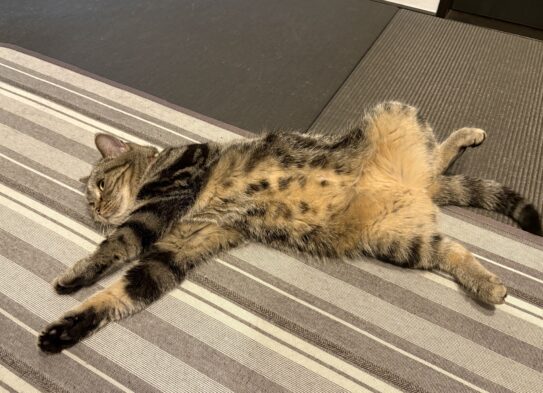 猫飼いの至福