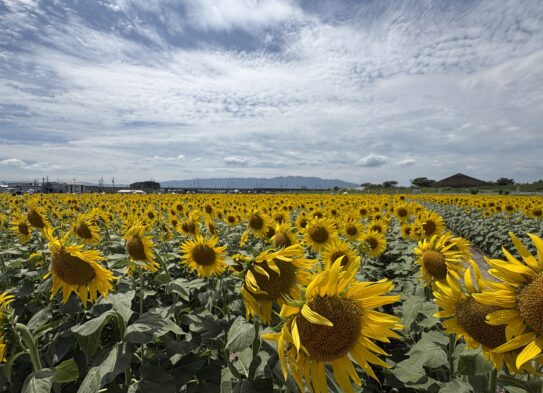 夏の花